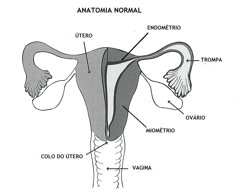 ANATOMIA_PELVE_UTERO.png