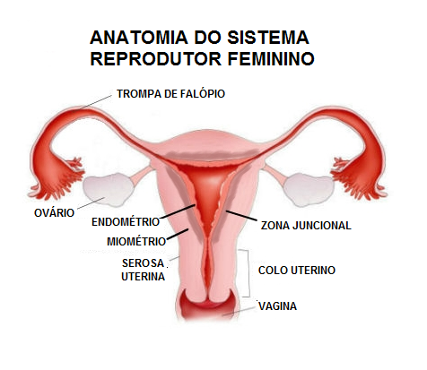 ANATOMIA_DO_SISTEMA_REPRODUTOR_FEMININO.png