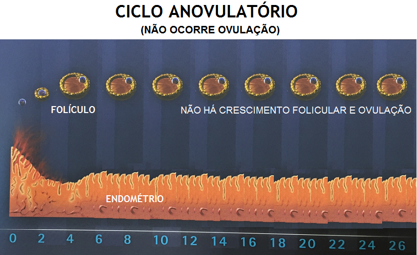 Ciclo_anovulat_rio.png