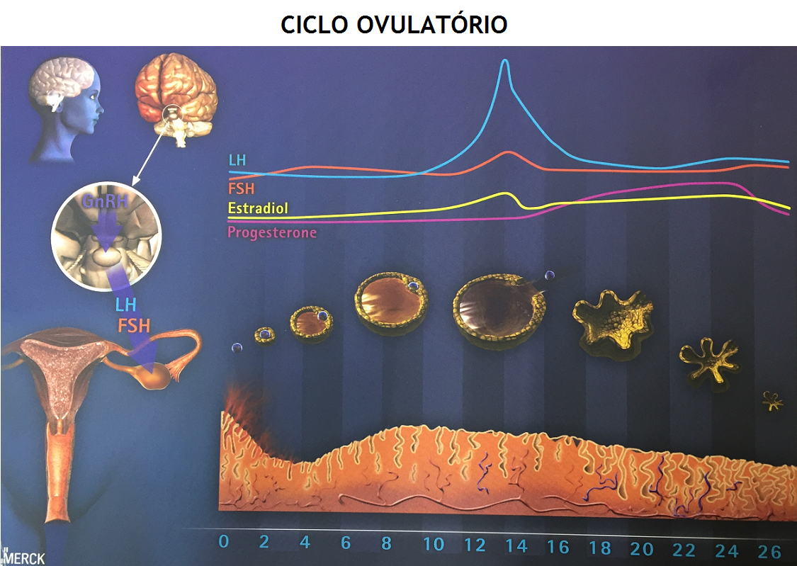 Ciclo_ovulat_rio.png